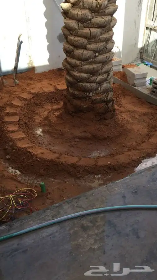 نخيل عربي   نخل زينه   نقايل   غرس نخل 1