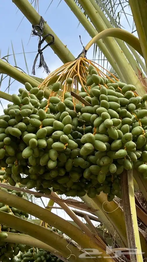 نخيل عربي   نخل زينه   نقايل   غرس نخل 8
