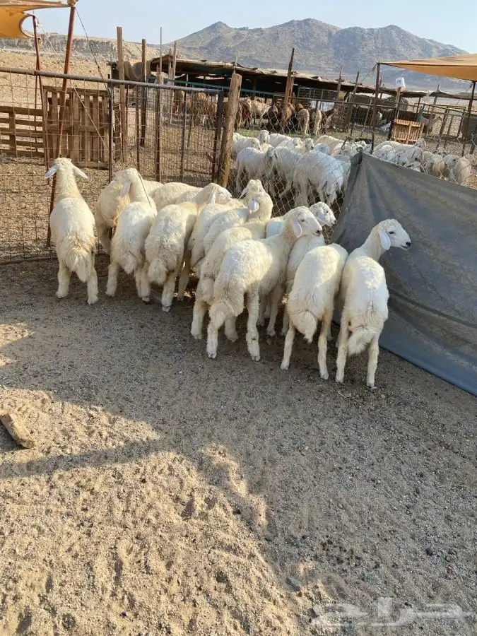 الشميسي البوابه 2
