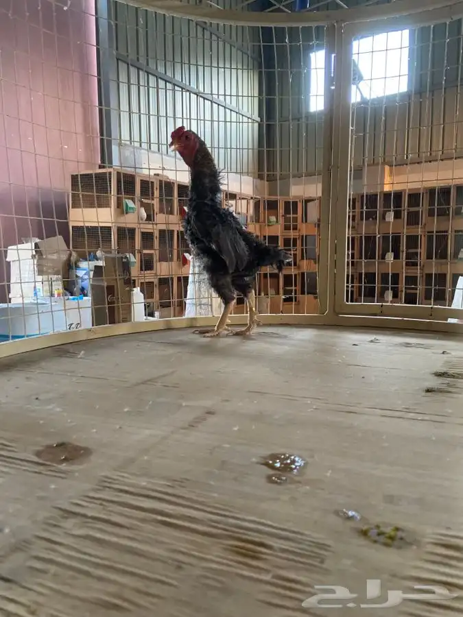 ديك كوشامو قزم ( تم البيع ) 2