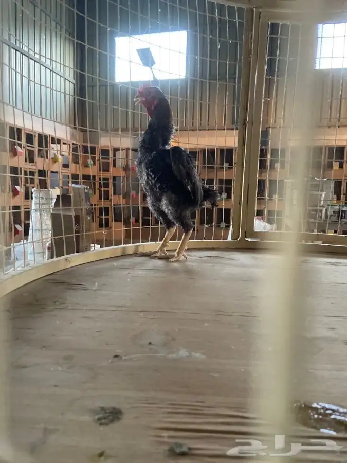 ديك كوشامو قزم ( تم البيع ) 1