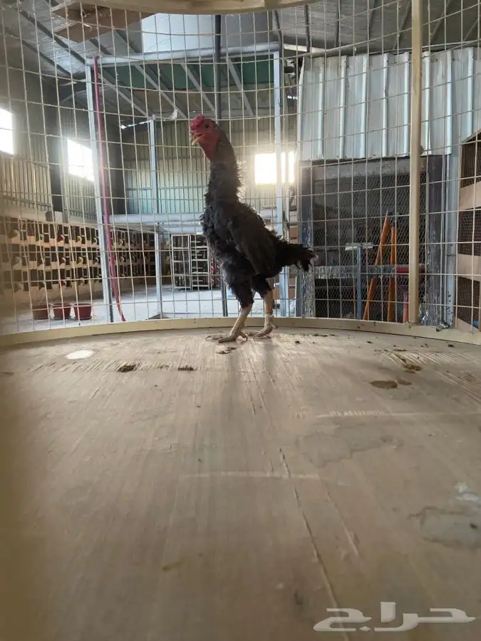 ديك كوشامو قزم ( تم البيع ) 3