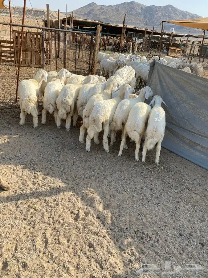 الشميسي البوابه 0