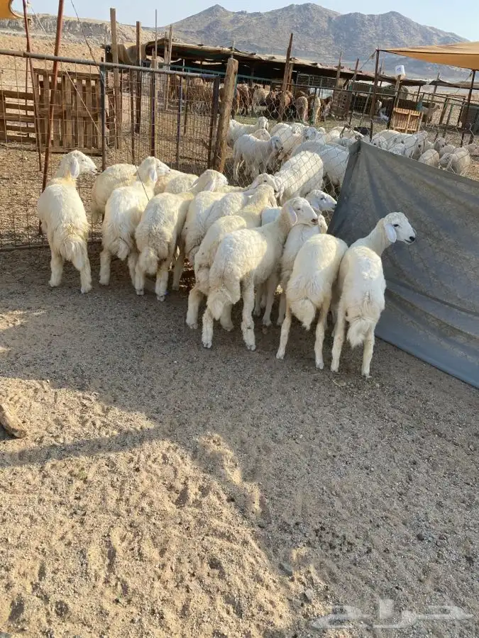 الشميسي البوابه 1