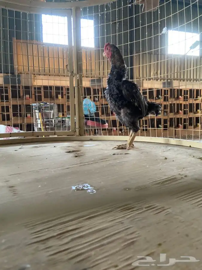 ديك كوشامو قزم ( تم البيع ) 0