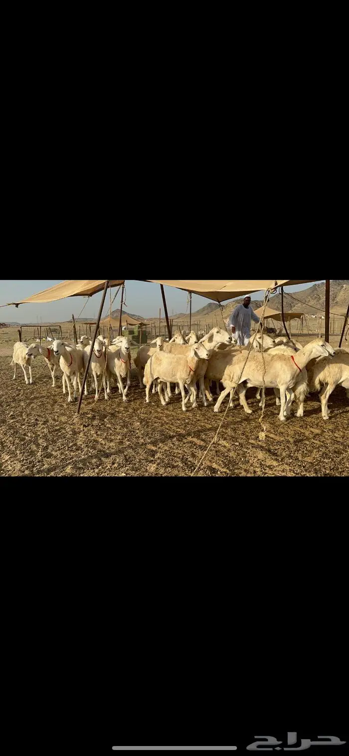 غنم حرش عددها 26 دفيع مفاصيل 0