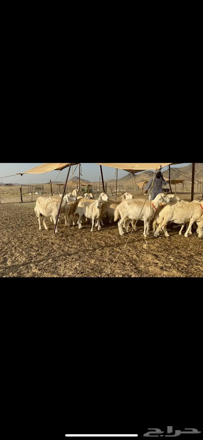 غنم حرش عددها 26 دفيع مفاصيل 1