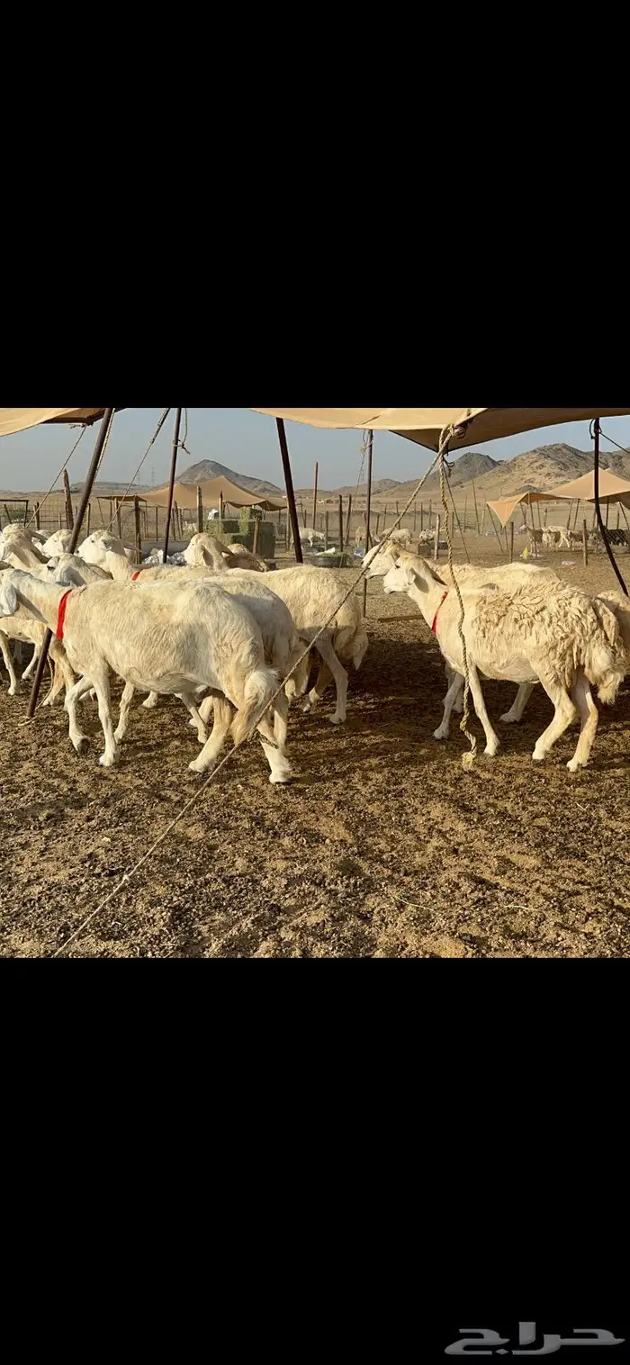 غنم حرش عددها 26 دفيع مفاصيل 2