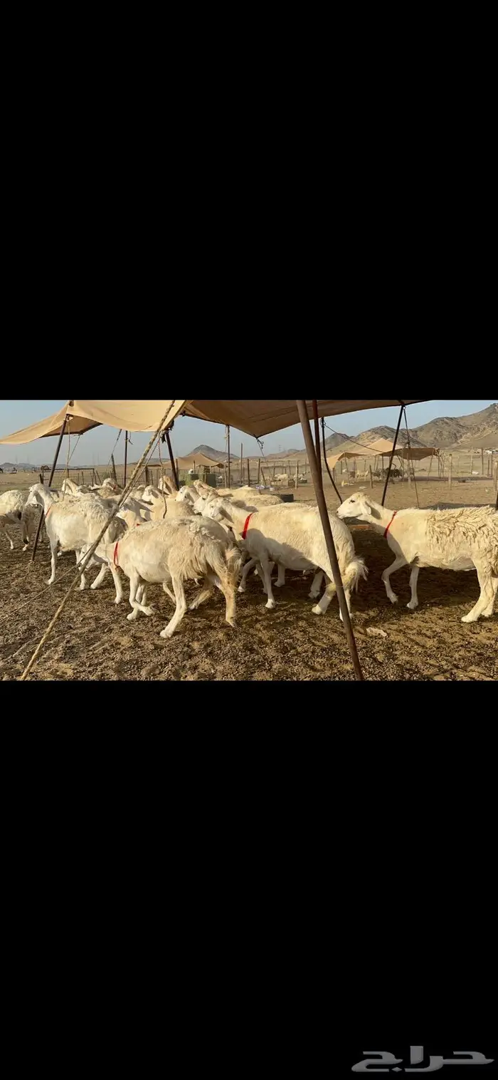 غنم حرش عددها 26 دفيع مفاصيل 3