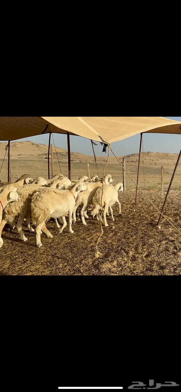 غنم حرش عددها 26 دفيع مفاصيل 4