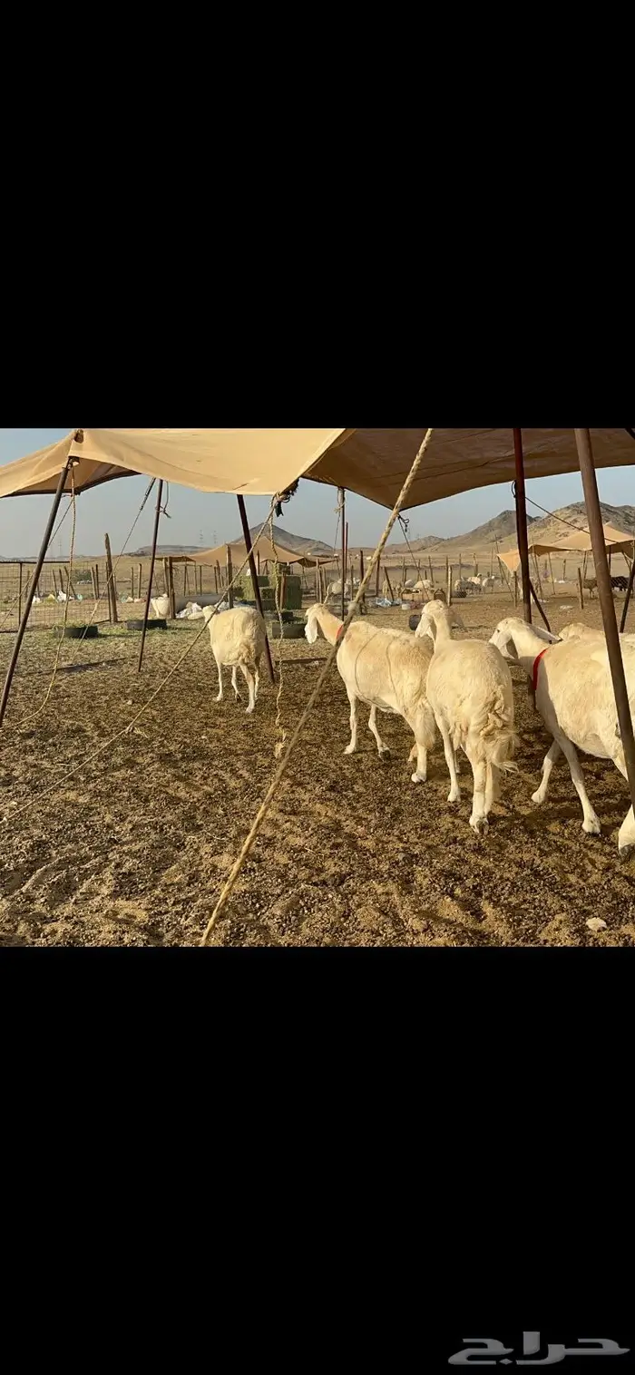 غنم حرش عددها 26 دفيع مفاصيل 6