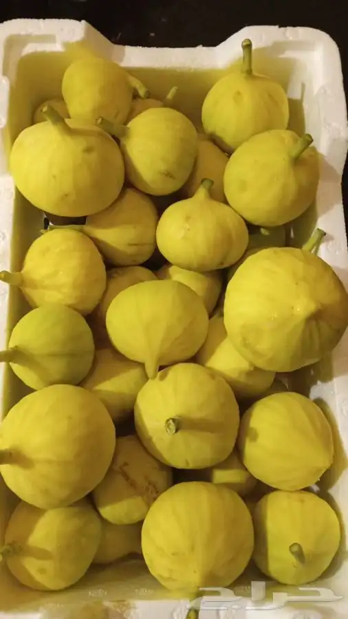 شتلات بخارة بلدي وانواع اخرى 9