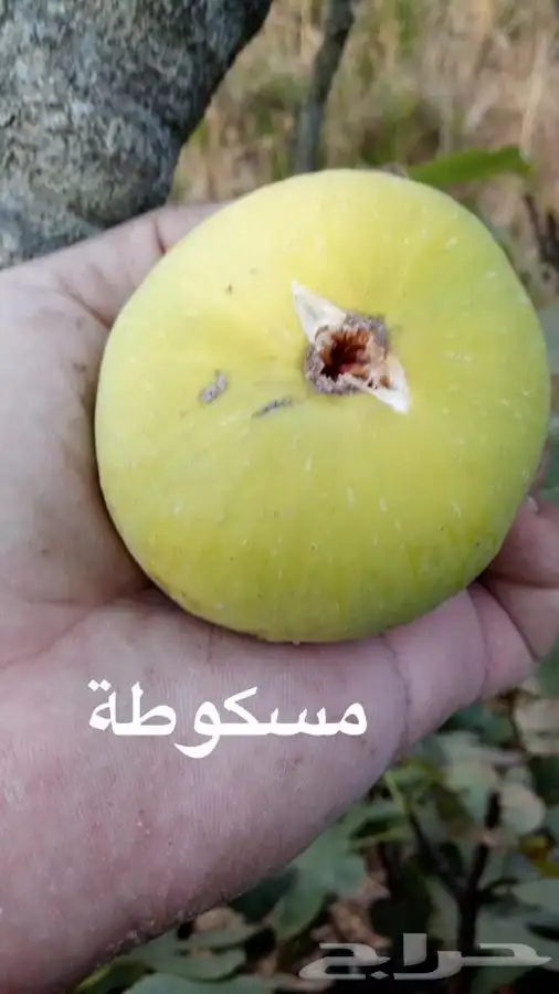 شتلات بخارة بلدي وانواع اخرى 3