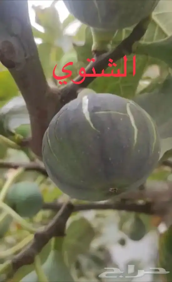 شتلات بخارة بلدي وانواع اخرى 10