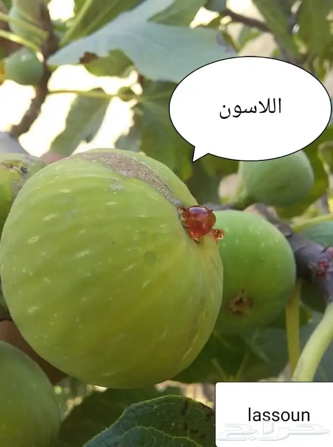 شتلات بخارة بلدي وانواع اخرى 2