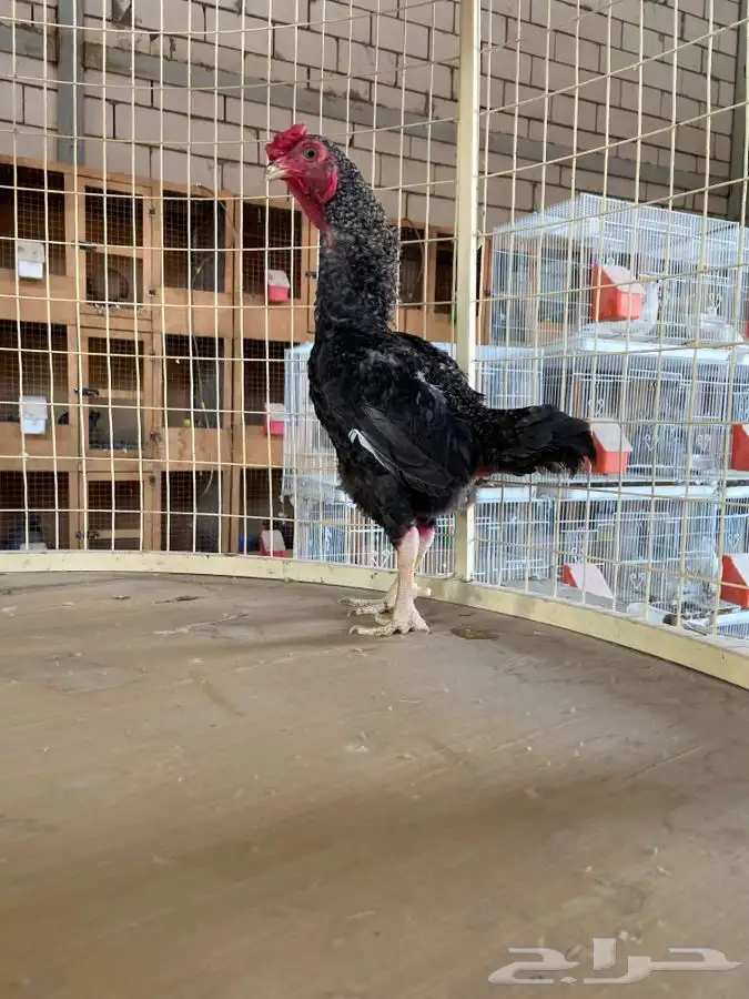 ديك كوشامو قزم ( تم البيع ) 3