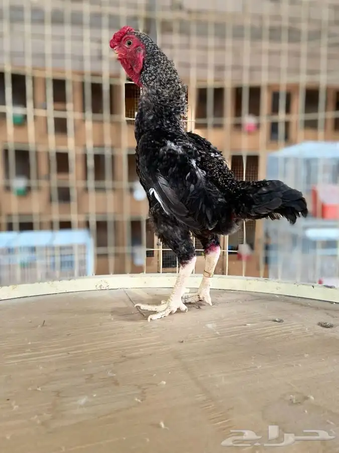 ديك كوشامو قزم ( تم البيع ) 0