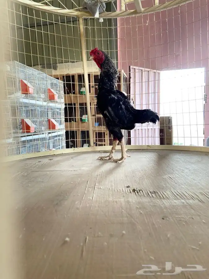 ديك كوشامو قزم ( تم البيع ) 2