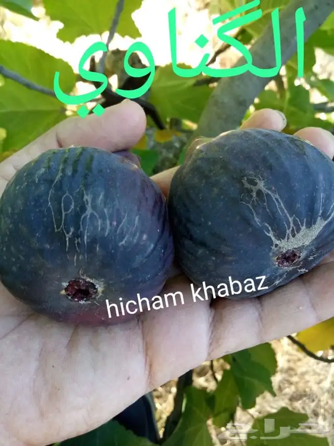 شتلات بخارة بلدي وانواع اخرى 5
