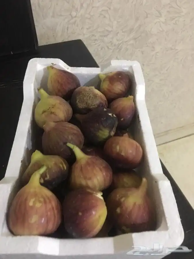 شتلات بخارة بلدي وانواع اخرى 7