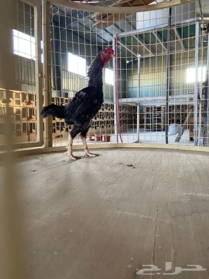 ديك كوشامو قزم ( تم البيع ) 1