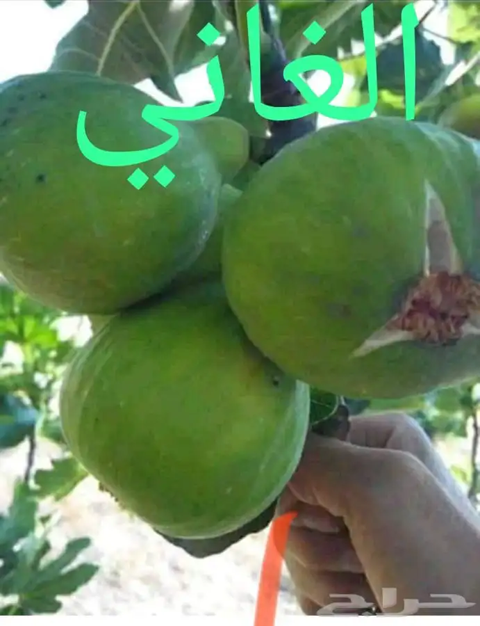 شتلات بخارة بلدي وانواع اخرى 1
