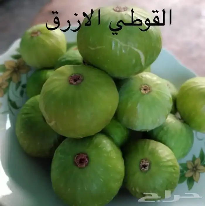 شتلات بخارة بلدي وانواع اخرى 6
