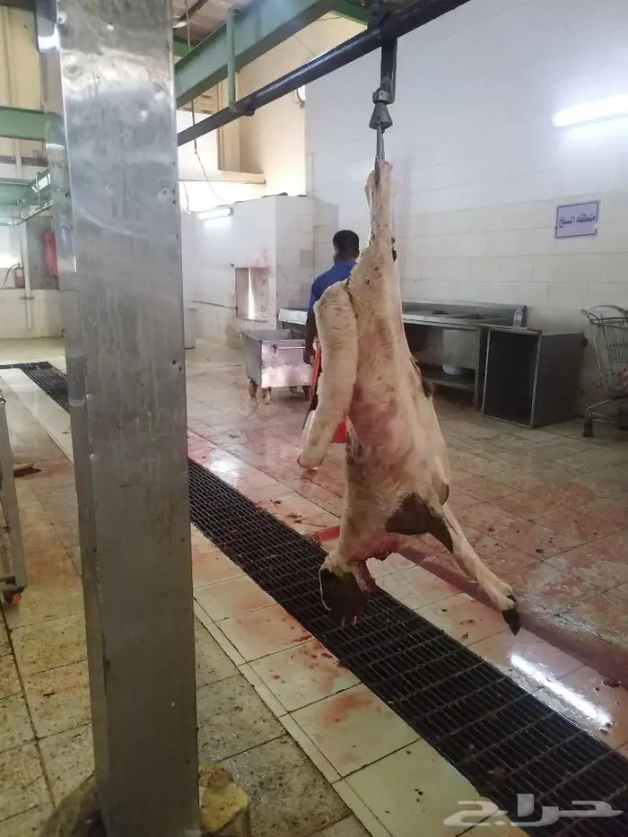 يوجد ذبايح سواكني نظيفه وتربايه 0