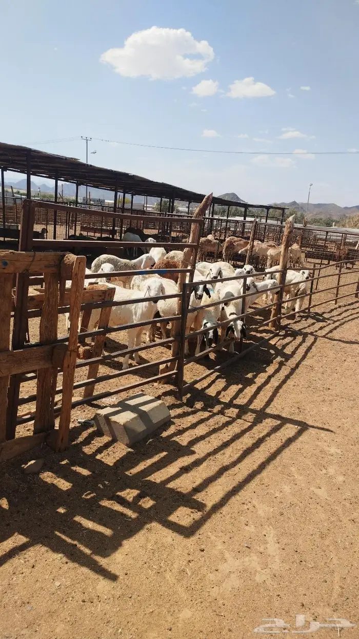 يوجد ذبايح سواكني نظيفه وتربايه 2