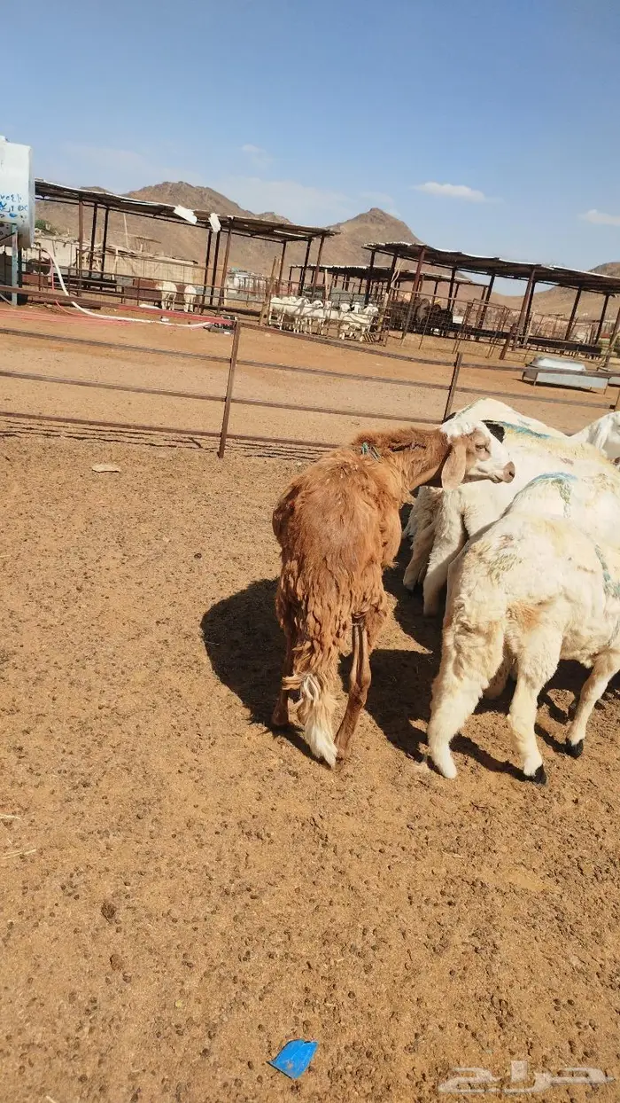 يوجد ذبايح سواكني نظيفه وتربايه 1