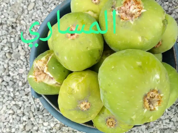 شتلات بخارة بلدي وانواع اخرى 4