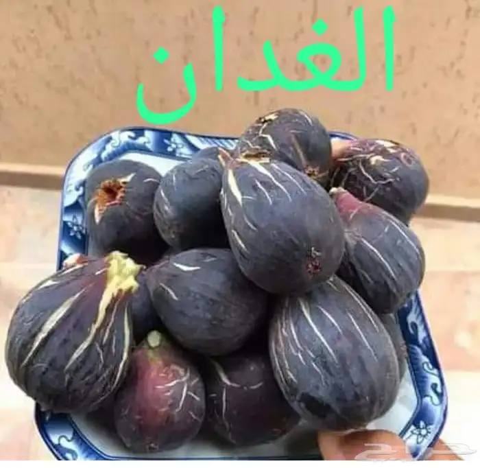 شتلات بخارة بلدي وانواع اخرى 0