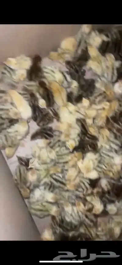 للبيع صوص سمان 1