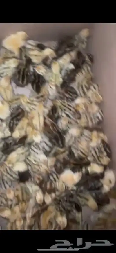 للبيع صوص سمان 0