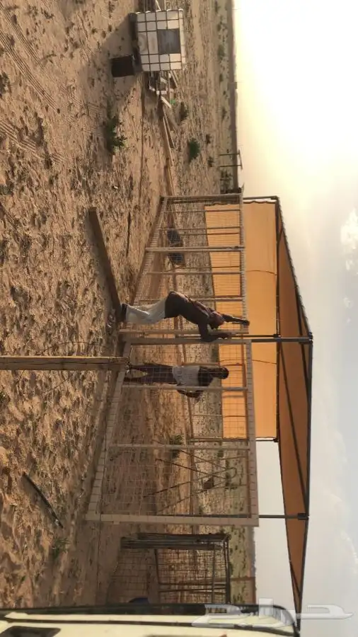 مضلات ابل وغنم وذرف جميع مقاسات جلسات صناديق 10