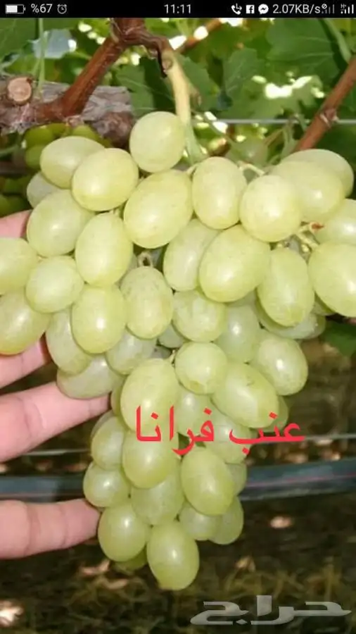 شتلات عنب وتين 4