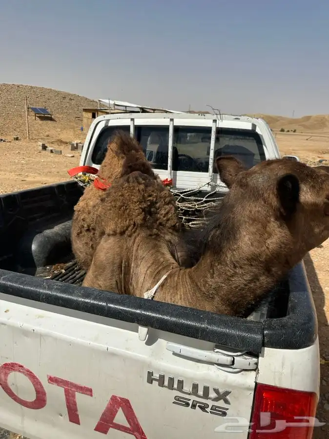 ملحمة نوادر الجزيرة للحوم الطازجة 3