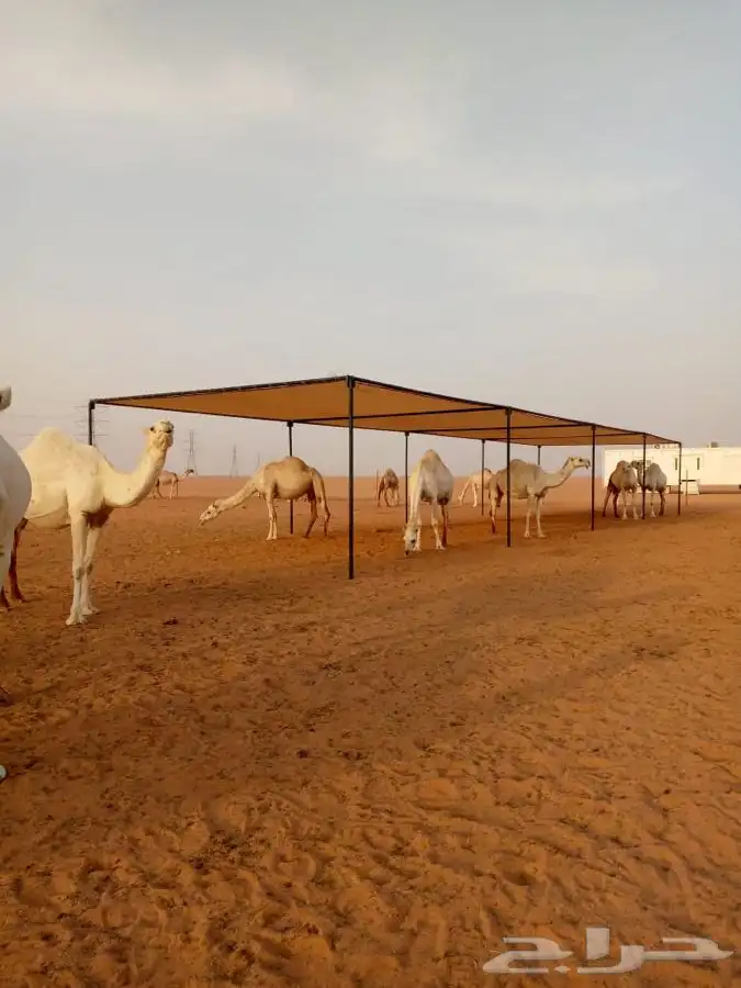 مضلات ابل وغنم وذرف جميع مقاسات جلسات صناديق 21