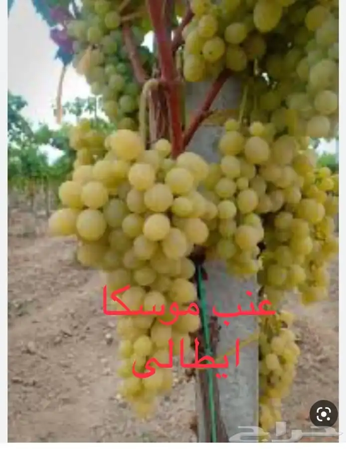 شتلات عنب وتين 1