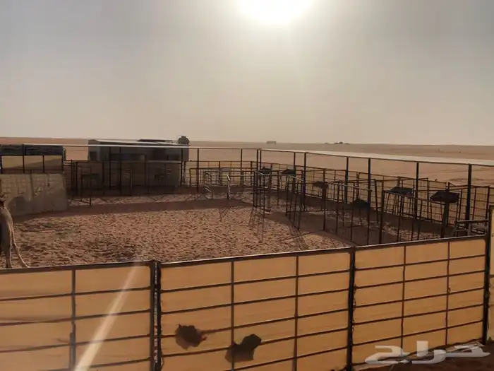 مضلات ابل وغنم وذرف جميع مقاسات جلسات صناديق 6
