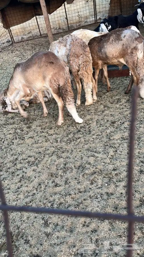 سواكني تربيه مع السلخ والتوصيل 0