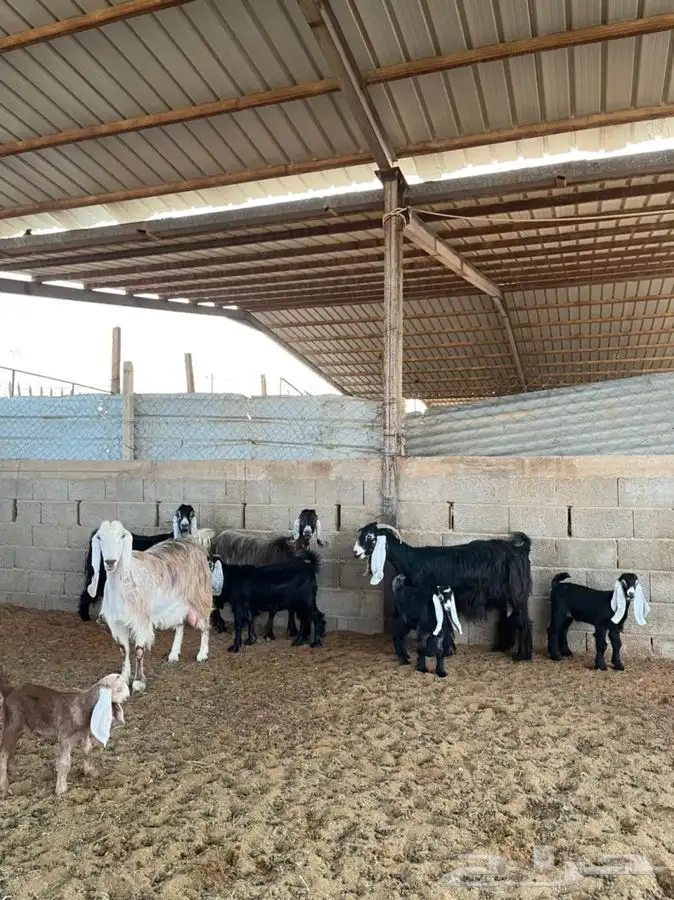معزا عوارض متابيع 26