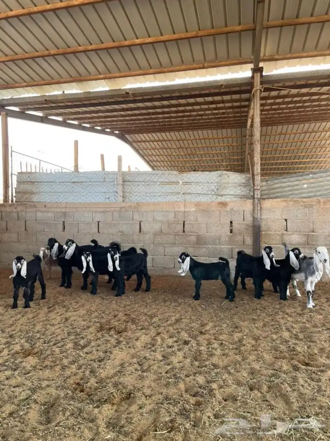 معزا عوارض متابيع 22