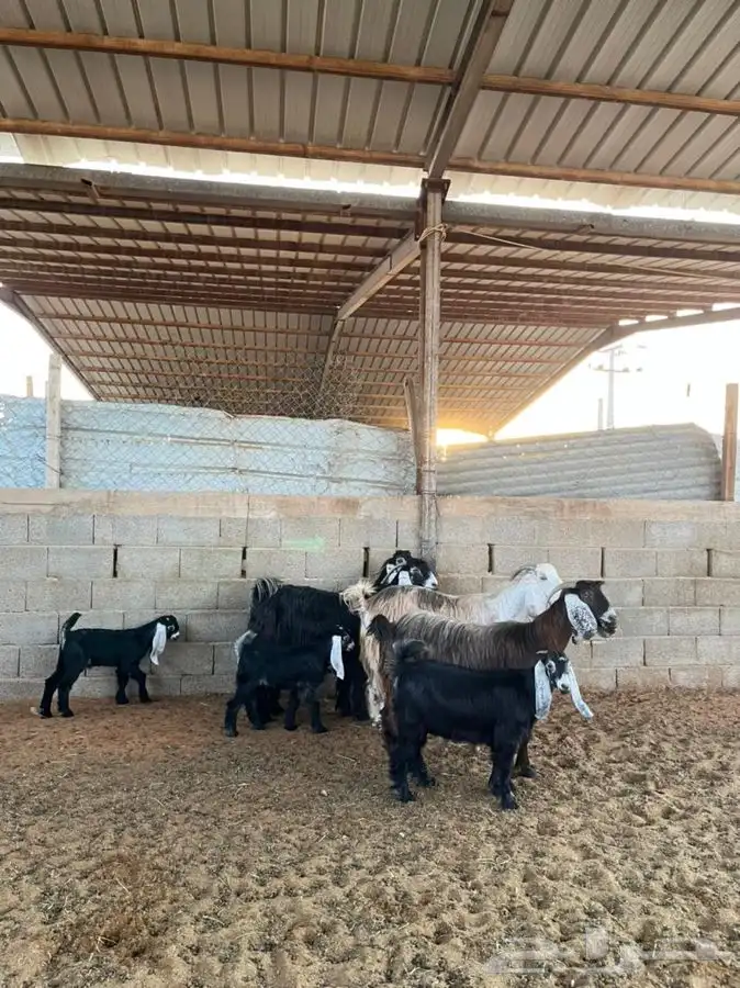 معزا عوارض متابيع 38