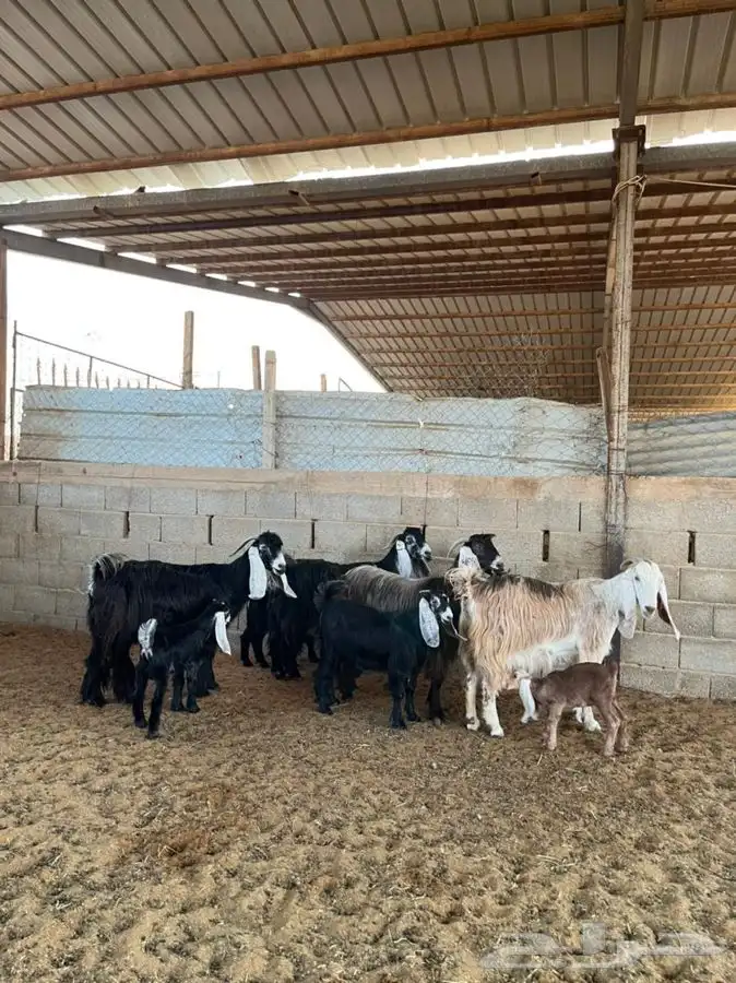 معزا عوارض متابيع 39