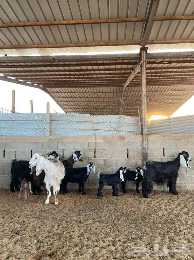 معزا عوارض متابيع 35
