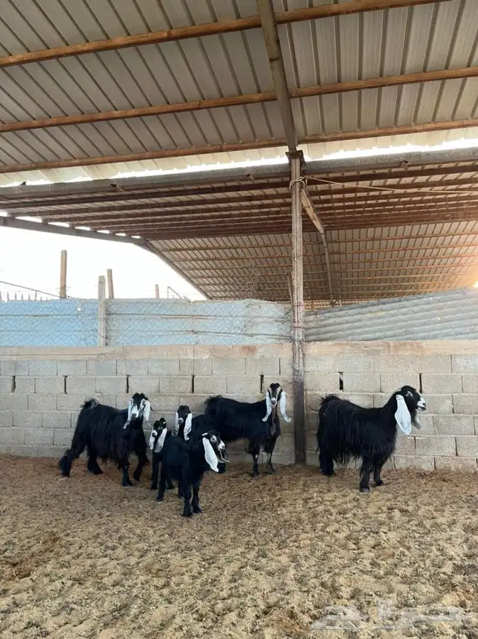 معزا عوارض متابيع 29