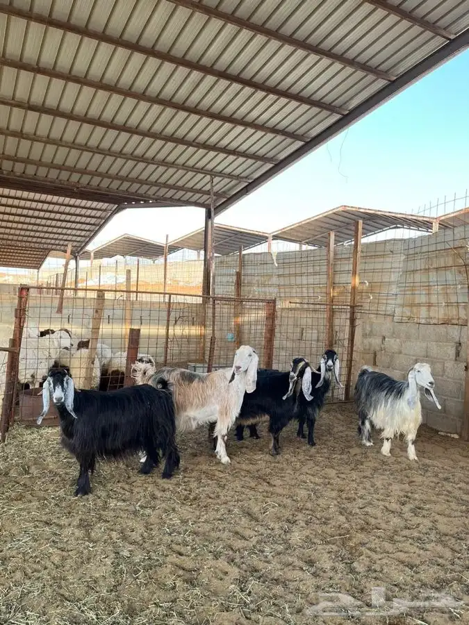 معزا عوارض متابيع 12