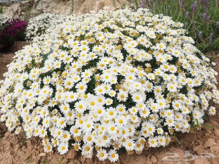 بذور قحويان البري للبيع 0