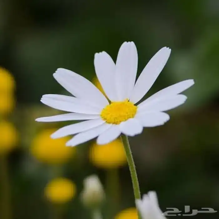 بذور قحويان البري للبيع 2